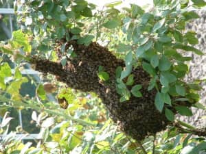 Bijennest hangt aan boom